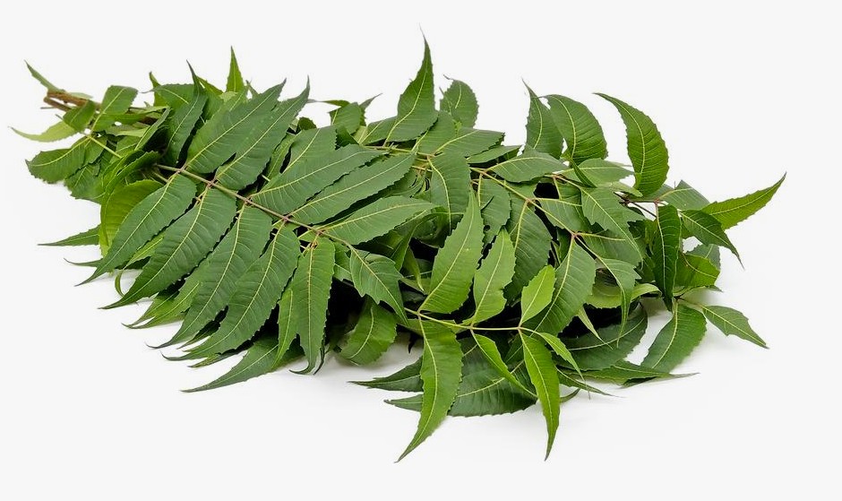 neem2.jpg