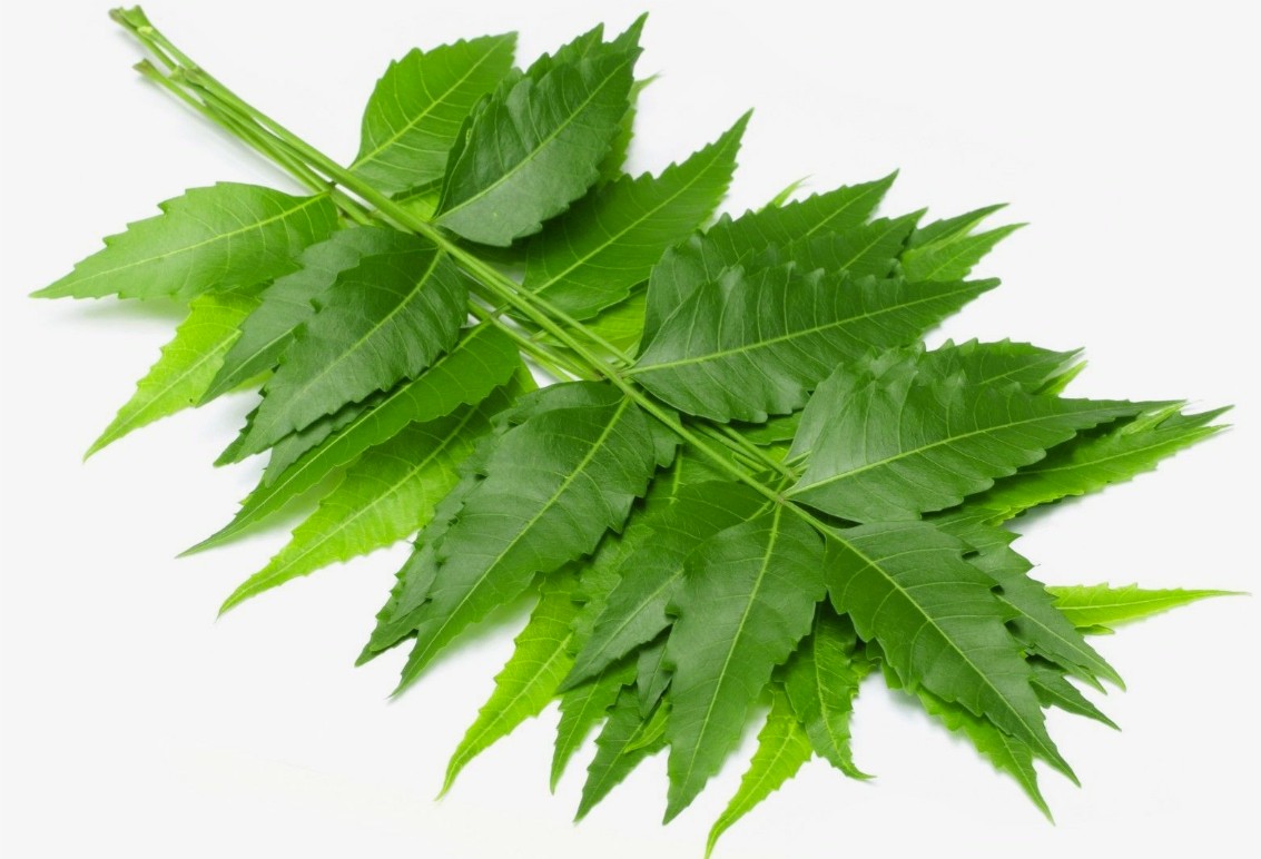 Health Benefits of Eating Neem Leaves on an Empty Stomach