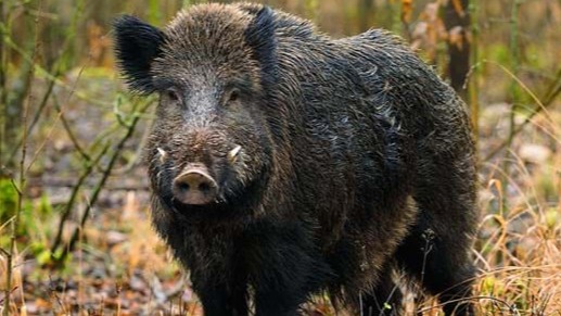 Half-eaten body of wild boar found in Kalikavu tiger suspected to be behind the incident
