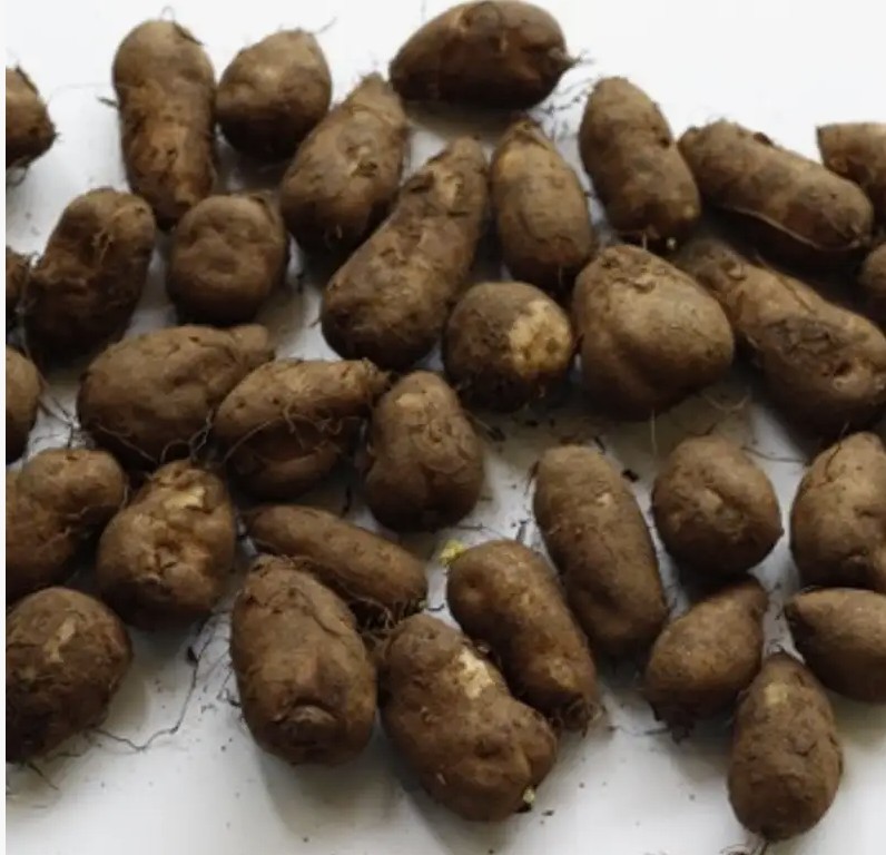 Easy Trick to Peel Koorka Chinese Potato Without the Mess