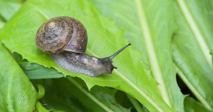 Natural Ways to control snail during the Rainy Season Using Kitchen Ingredients