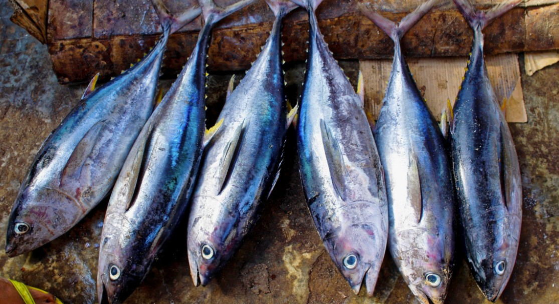 tuna55.jpg