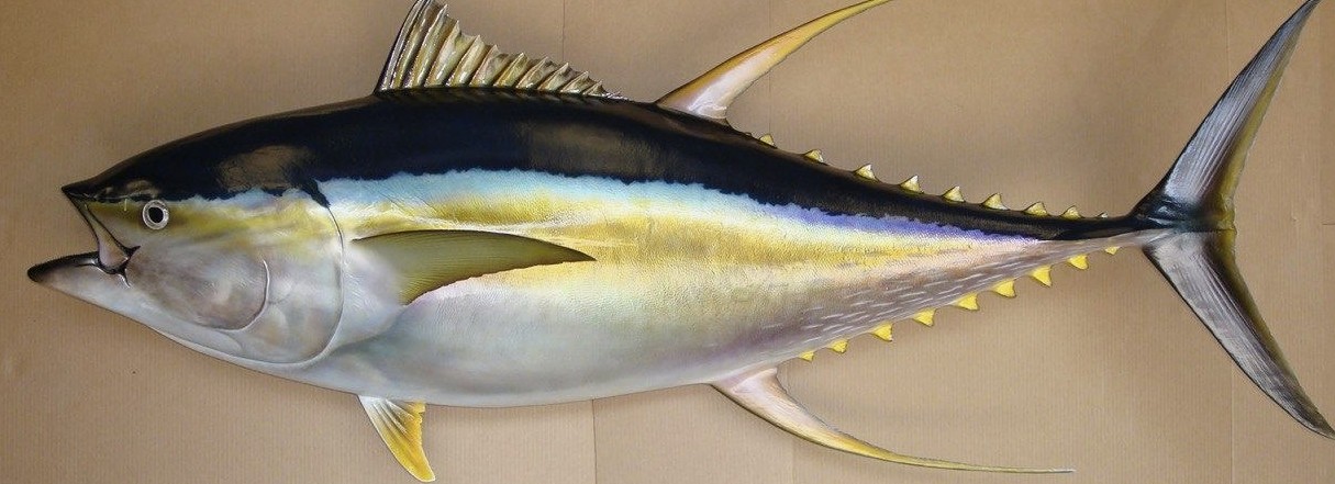tuna.jpg
