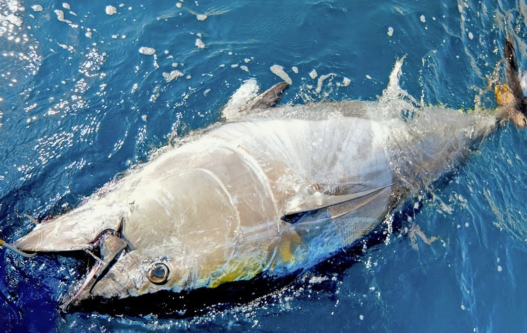 Tuna A Nutritious Powerhouse in the Malayali Diet