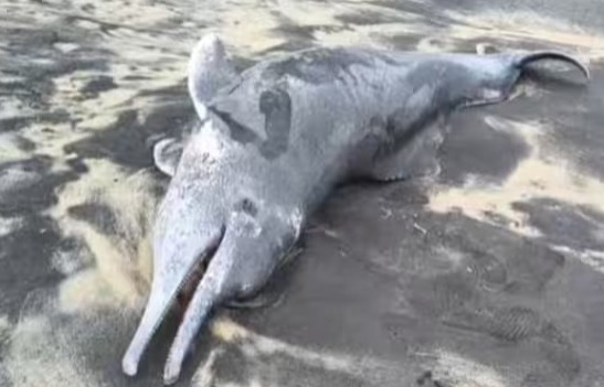 Dolphin found dead on Azhikkal beach in Kollam