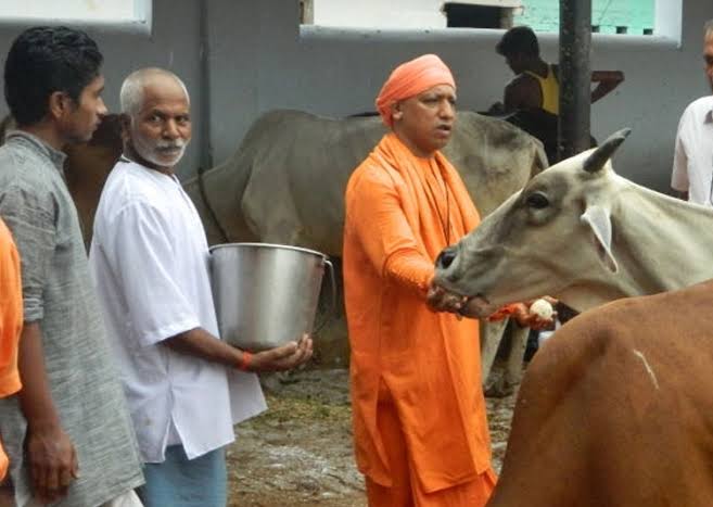 UP Government to Use Cow Urine for Treating 19 Diseases Says It Will Help Villagers