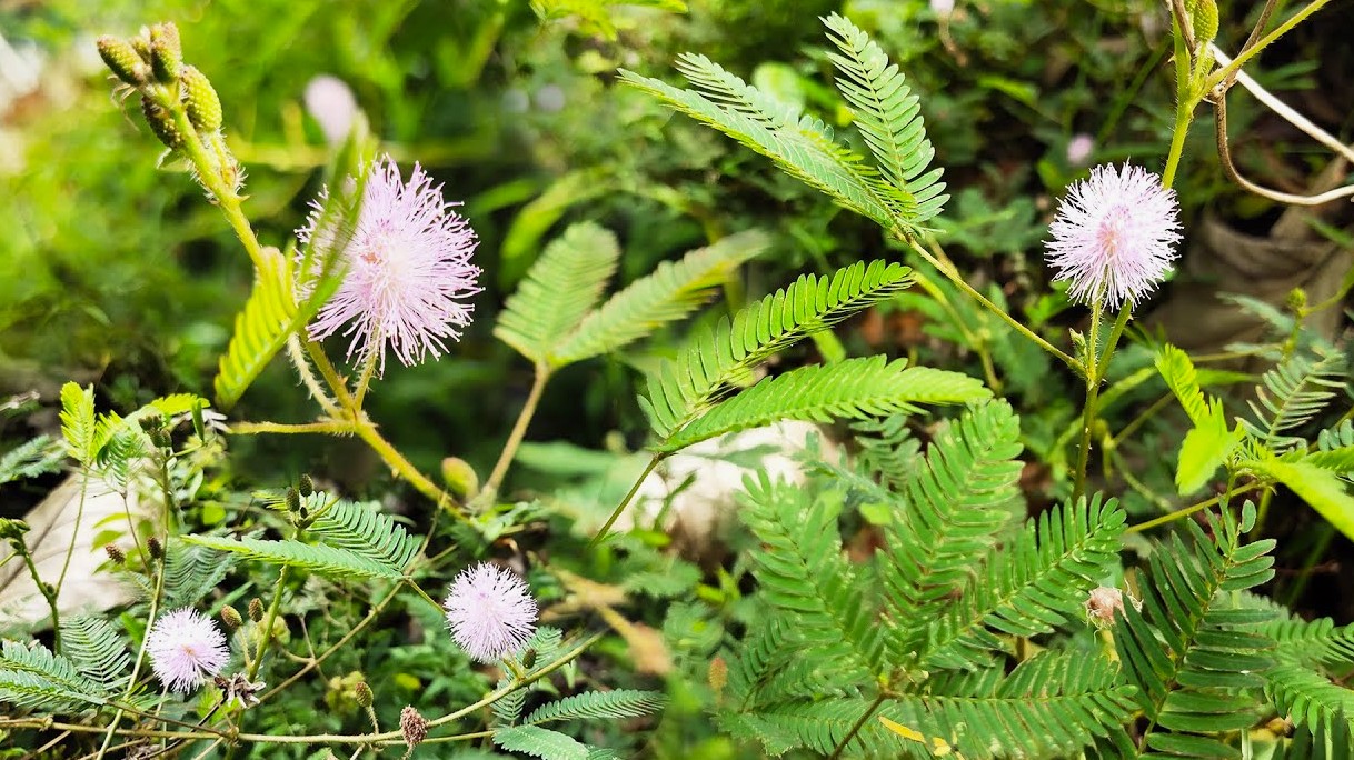 Thottavadi Touch-Me-Not Plant A Common Plant with Powerful Medicinal Benefits