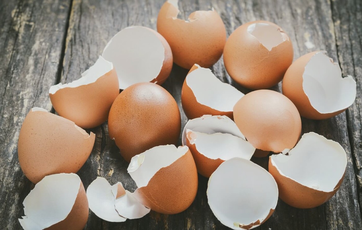 egg she.jpg