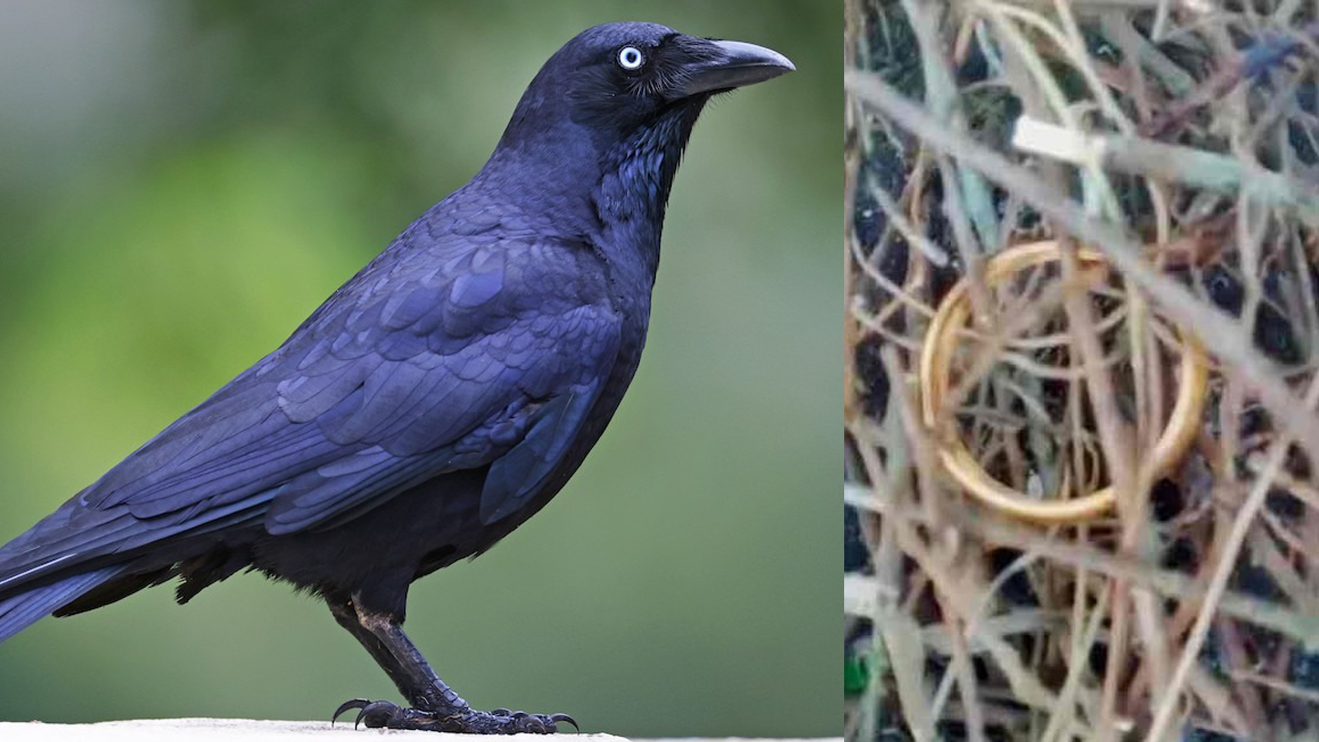gold bangle lost to a crow 3 years ago found in its nest in malappuram