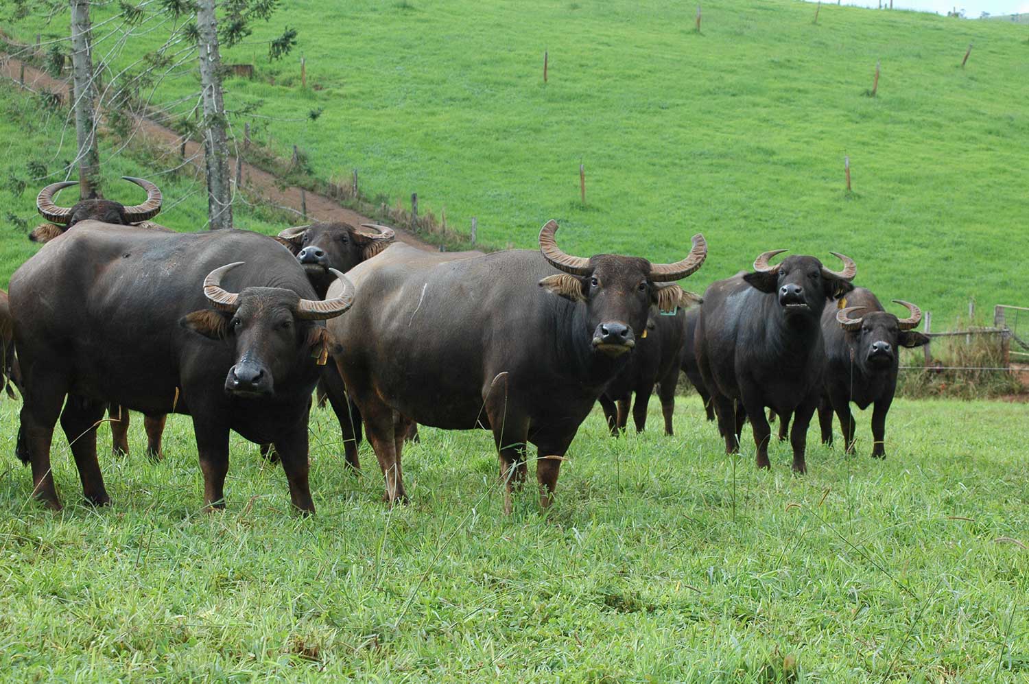 Raising Cattle Guarantees Profit