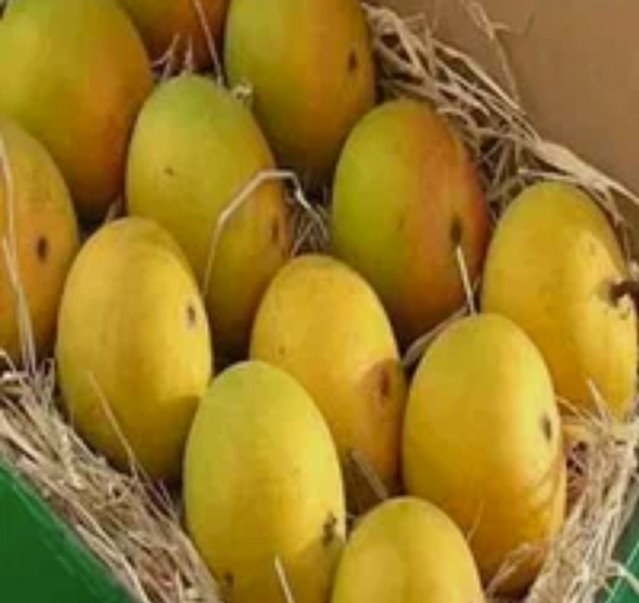 National Mango Day Celebrating the Superfood with Nutritional Power
