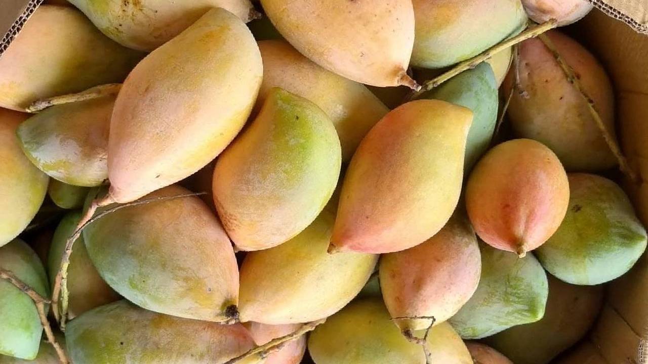 central approved rs 1490 supporting price to totapuri mango