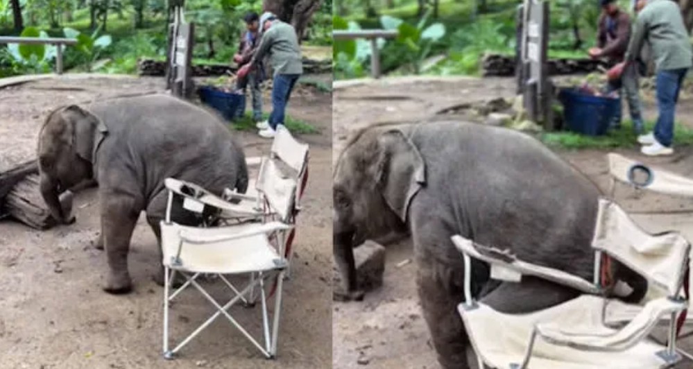 Baby Elephant Tries to Sit on a Chair Adorable Video Goes Viral