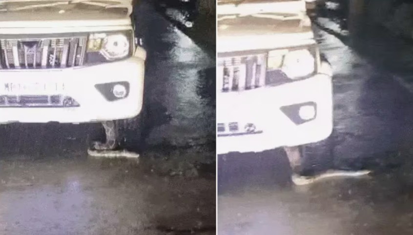 Unexpected Passenger in Police Vehicle During Night Patrol Sparks Curiosity
