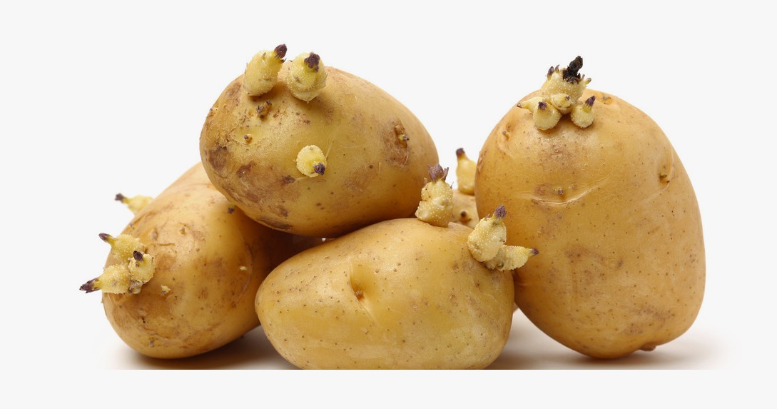 Potatoes Can Be Dangerous Too The Hidden Risk of Sprouted Potatoes