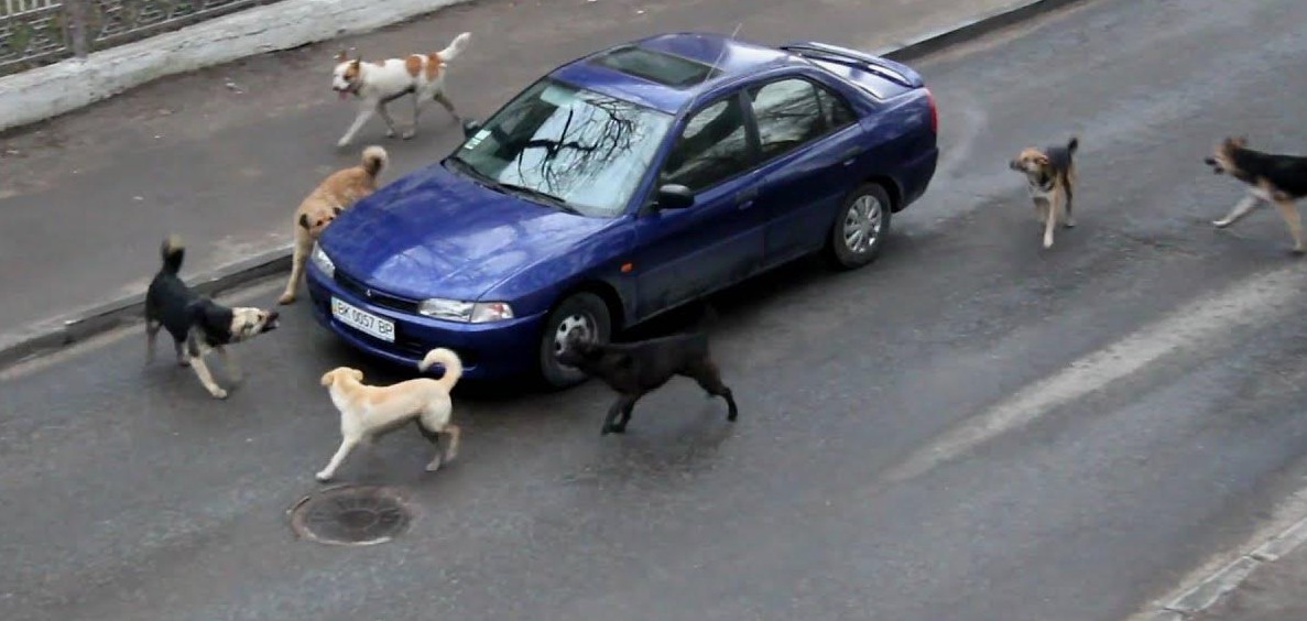 Why Do Dogs Chase Moving Vehicles The Science Behind the Bark