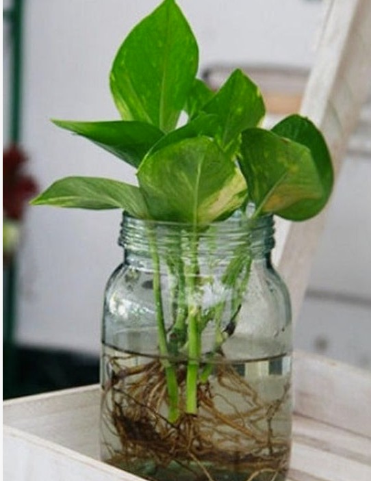 Grow Green Without Soil Easy Water-Grown Plants for Your Home