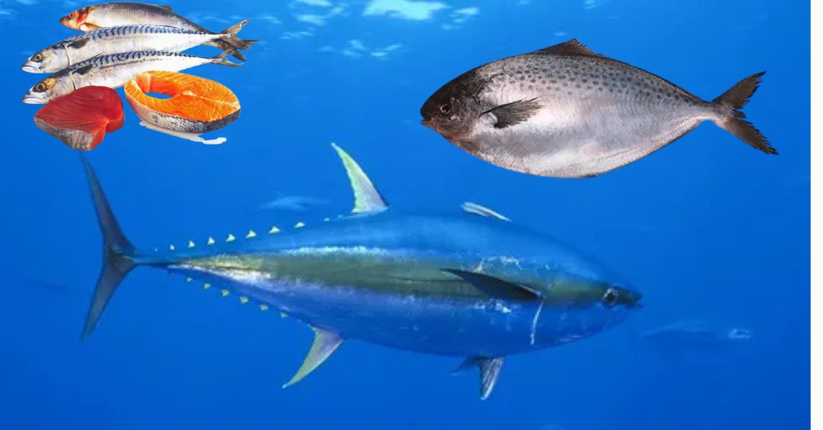 VITAMIN FISH.jpg