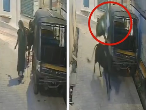 stray bull attacks woman in uttar pradesh shocking video goes viral