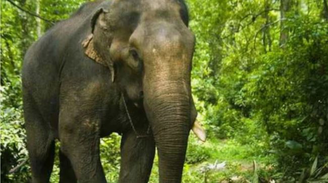 Elephant theft Jayamati was stolen and sold for Rs 27 lakh Finally the elephant was rescued from Bihar