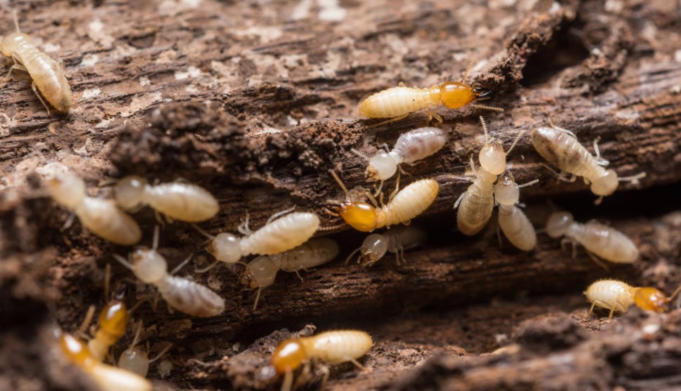 how to get rid of silverfish naturally during the rainy season