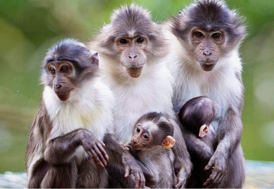 how to keep monkeys away from your home and garden