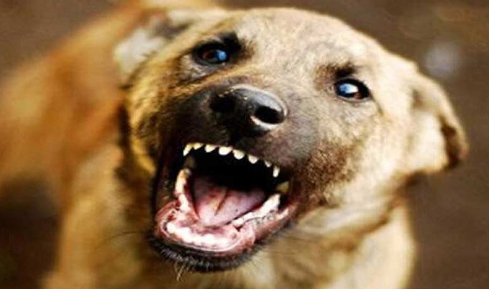 Stray dog attacks on Kovalam beach Russian woman bitten