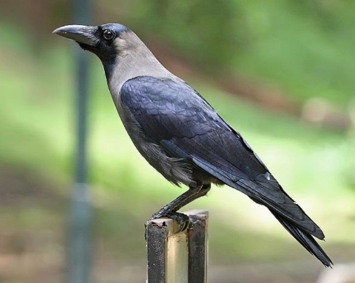 crows are not just birds the science behind their intelligence and gift-giving behavior
