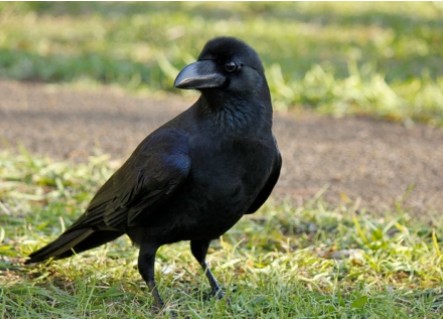 crow.jpg