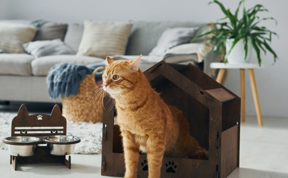 pet cat diagnosed with separation anxiety after unusual behavior