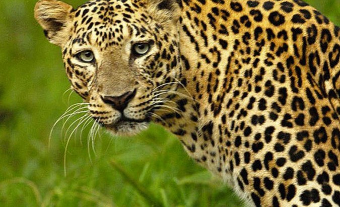 farmer narrowly escapes leopard attack in mangaluru