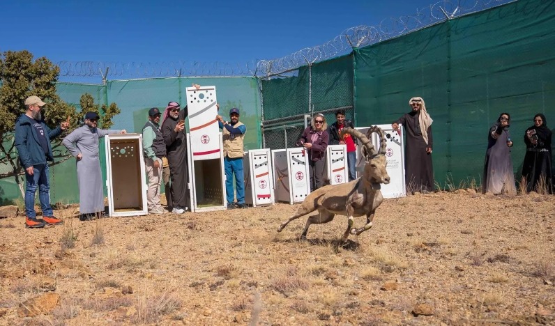 saudi ncw releases endangered wildlife al soudah park 2026