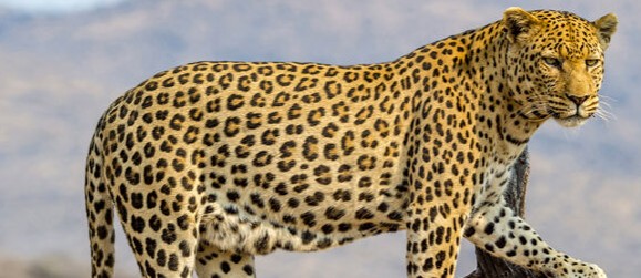 leopard enters parked city bus in udupi destroys seats and interiors