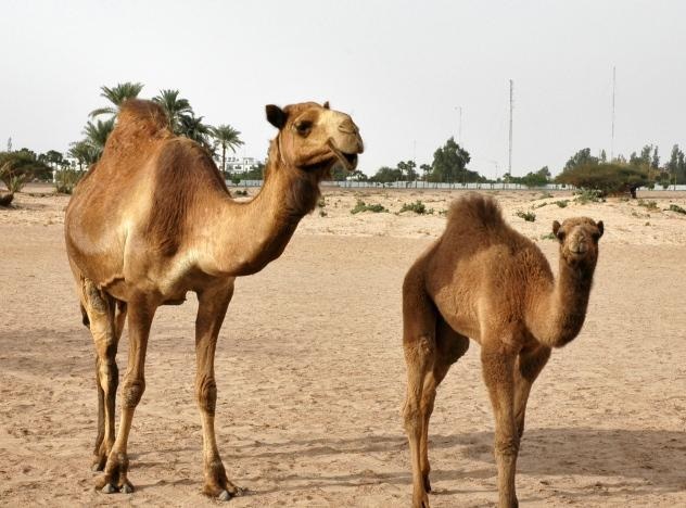 Camel Passport Initiative By Saudi MEWA