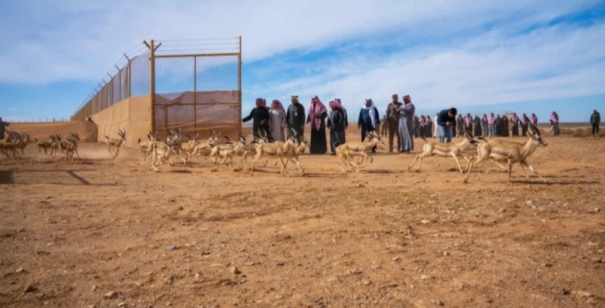 ncw releases 140 endangered animals king salman reserve