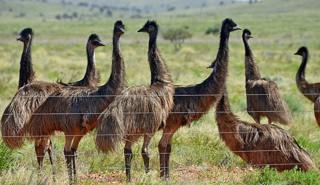 the great emu war when birds outsmarted the military