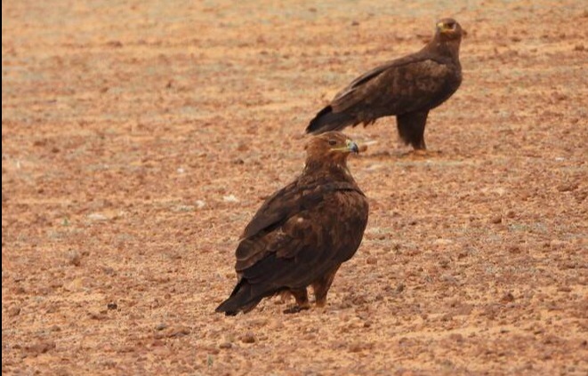 king salman reserve rare birds survey saudi arabia