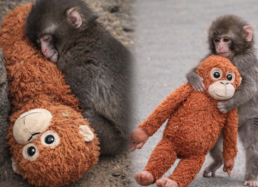 Punch the monkeys mamma goes out of stock prices surge tenfold as google offers surprise for baby monkey search