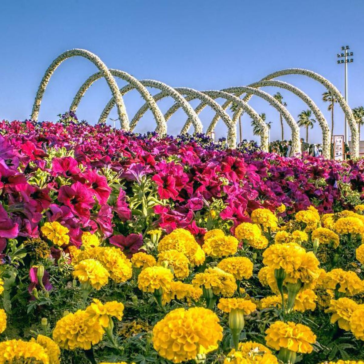 yanbu flower and garden festival 16th edition starts tomorrow saudi 2026
