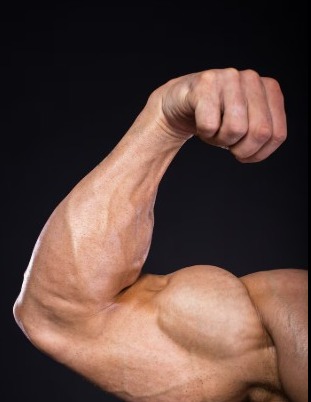 the ultimate guide to muscle building foods for natural growth