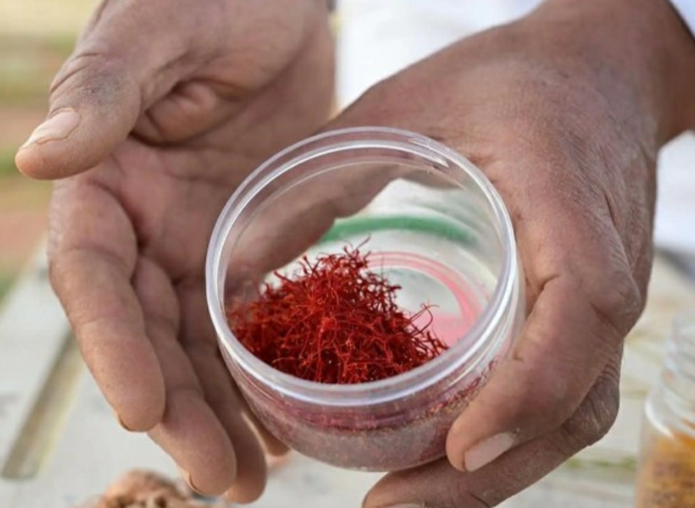 saudi alula saffron cultivation iso grade one