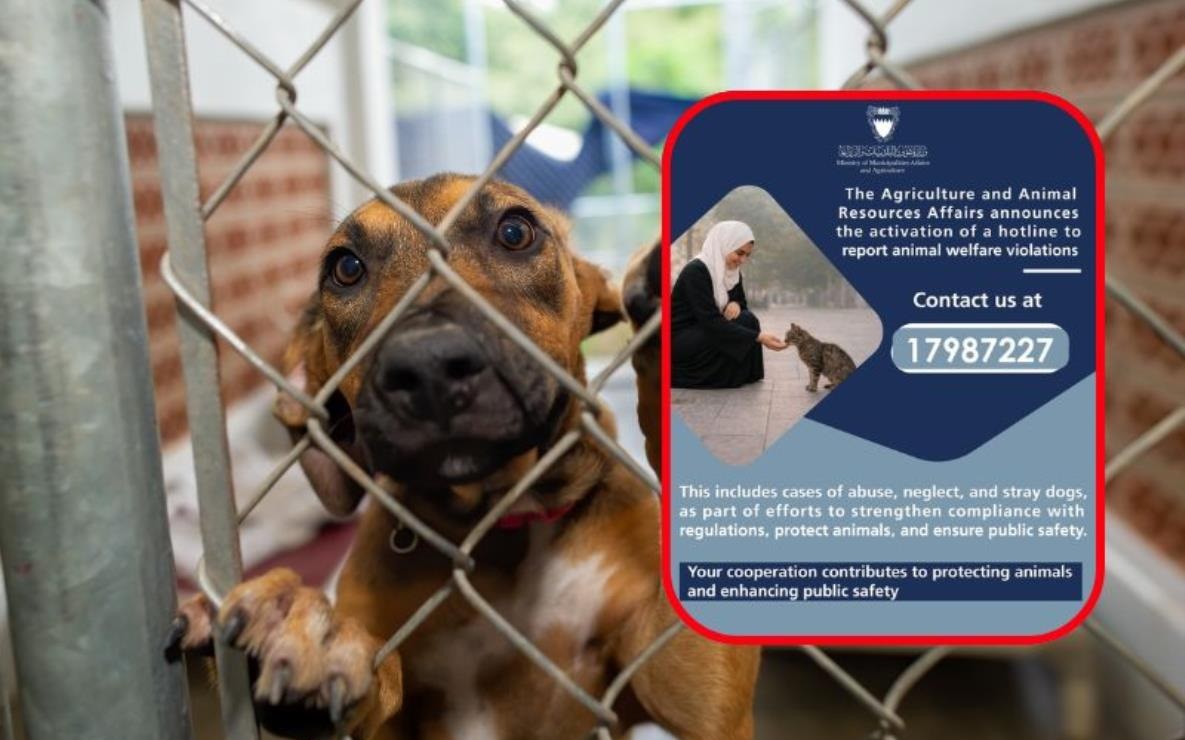 New hotline launched to report animal abuse cases in Bahrain