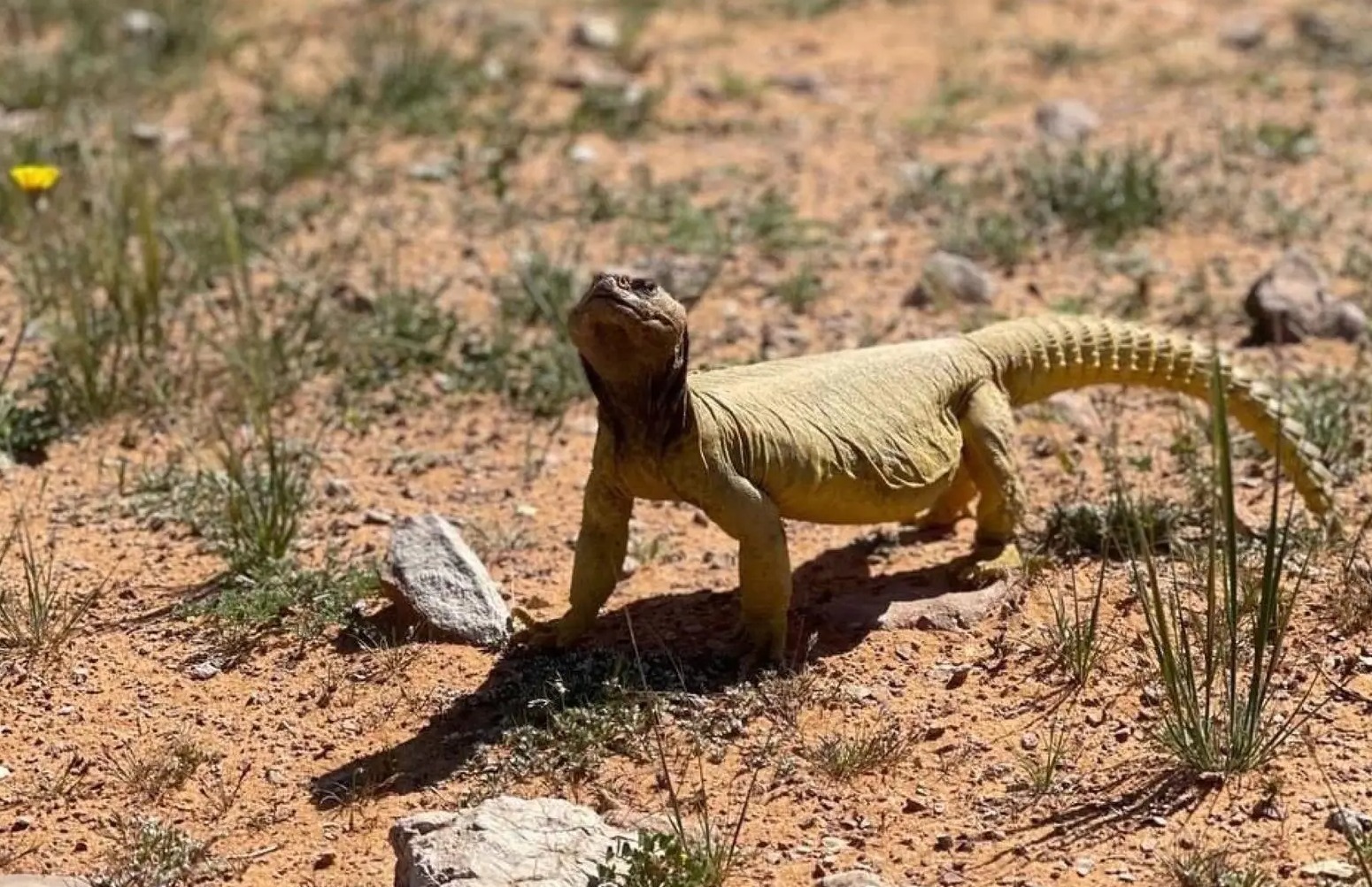 rafha deserts ecological recovery spiny tailed lizards resurgence
