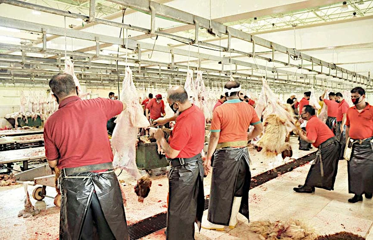 Kuwaits authorized slaughterhouses are fully prepared for Eid Al-Adha sacrifices according to the Public Authority for Food and Nutrition 